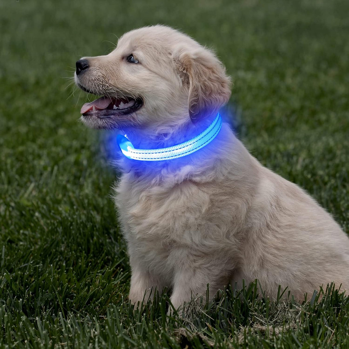 Reflective LED Rechargeable Dog Collar for Small Dogs and Cats - Royal Blue Safety Light for Night Walking