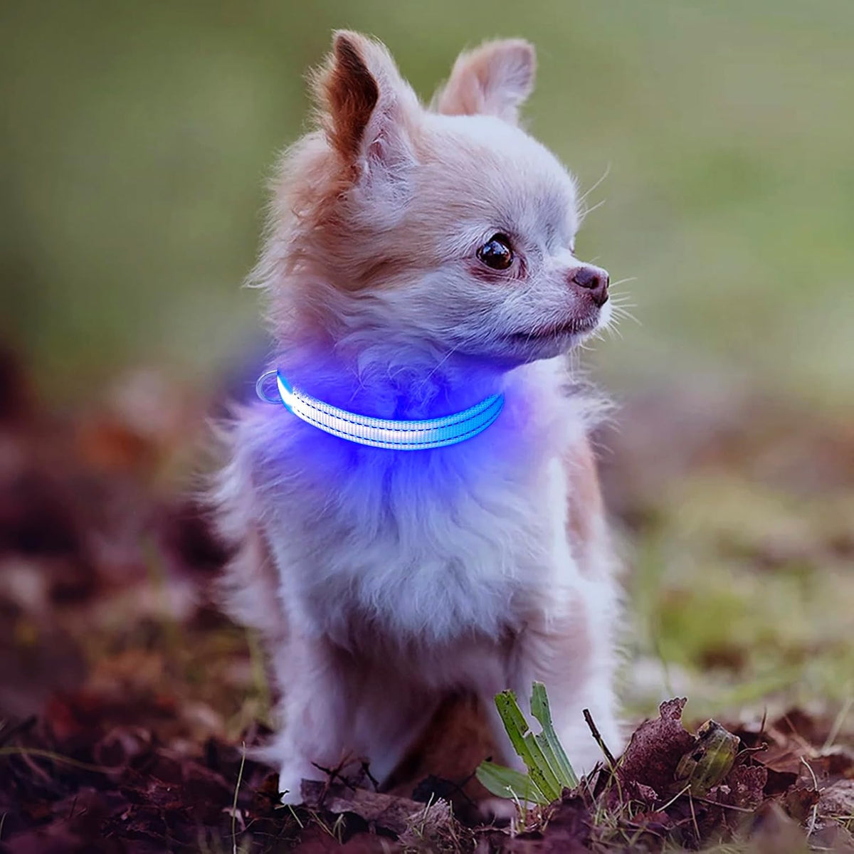 Reflective LED Rechargeable Dog Collar for Small Dogs and Cats - Royal Blue Safety Light for Night Walking